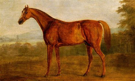 A Racing Horse Named Potoooooooo .